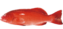 大泰西鮭魚